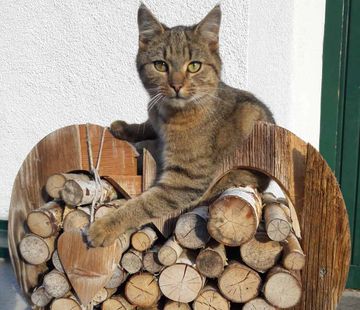 Katze